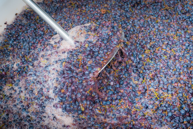 Bin of fermenting grapes being punched down