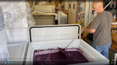 Winemaker "punching down" red grapes
