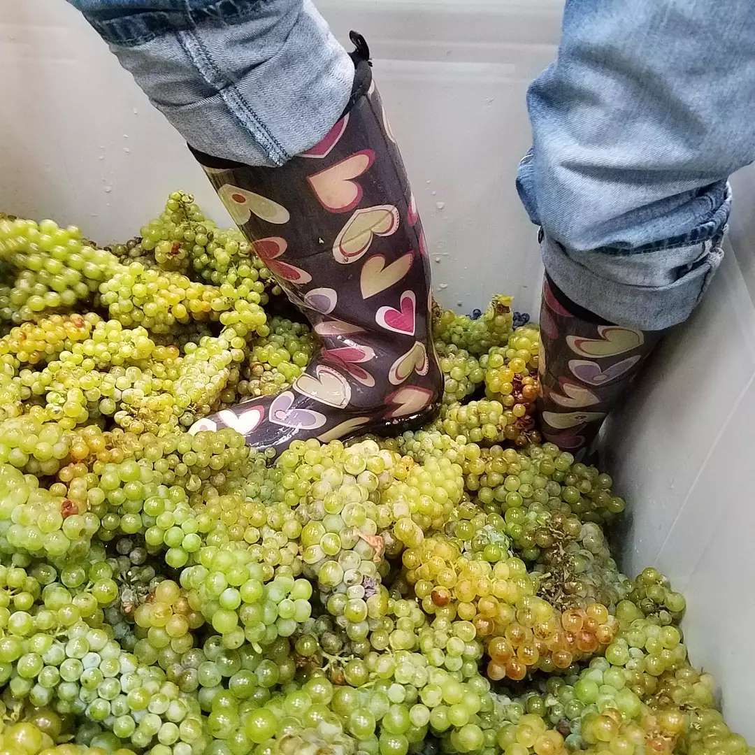 Boot stomping white grapes