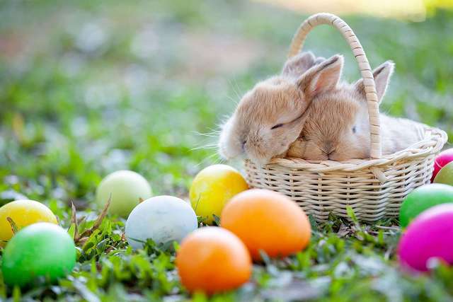 Easter photo of two rabbits and some colored eggs